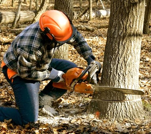 Tree Removal in Andover, ME